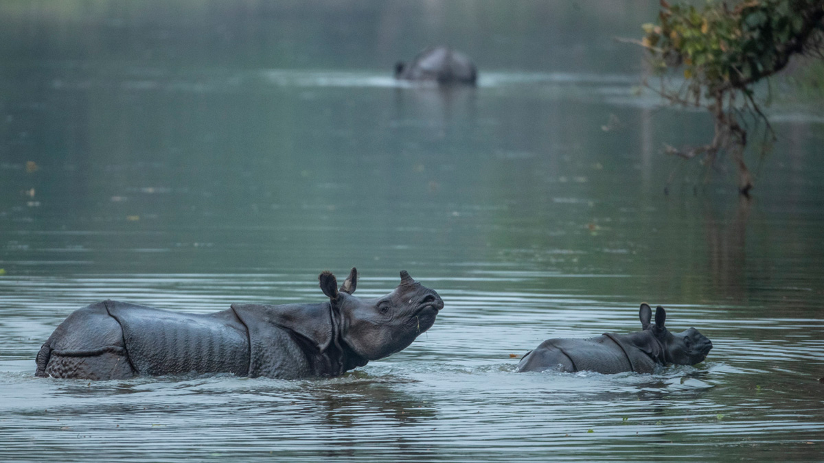 Chitwan Wildlife Safari